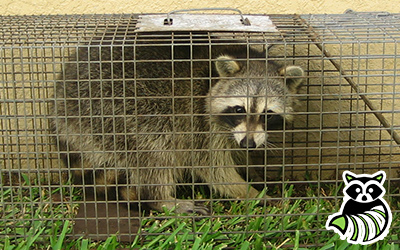 Maury County trapping